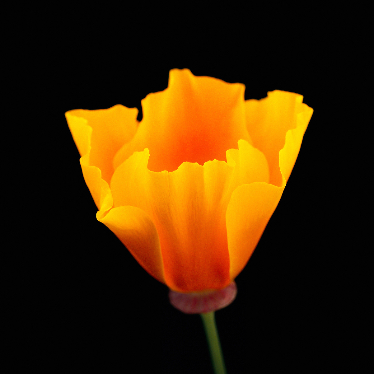 California Poppy<br />
Flower