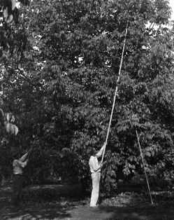 Knocking walnuts the old fashioned way